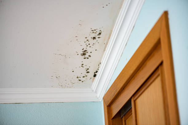 Richmond, VA Mold Remediation Company