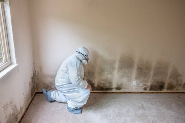 Best White Mold Remediation in Richmond, VA